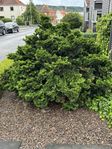 Japansk dvärgcypress 