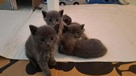 Mysiga kattungar