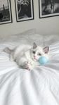 Ragdoll kattungar Stamtavla SVERAK 