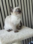 katt
