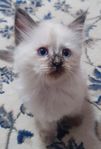 Ragdoll