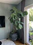 Stort fikusträd i vacker kruka