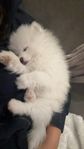 Pomeranian hund 