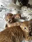 5 Ljuvliga kattungar