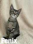 50% Maine coon 