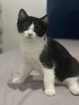 Lekfull och söt kattunge – Tom