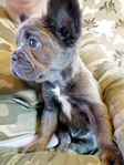 Fransk bulldog valp fluffy tik