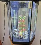 akvarium sex kantigt