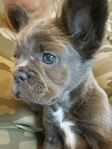 Fransk bulldog fluffy valp tik