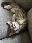 En kattunge