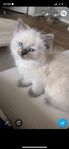 Ragdoll kattunge