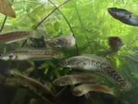 channa aurantimaculata yngel 