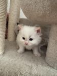 Ragdollkattung orange 
