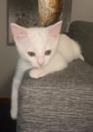 kattunge 