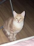 katt