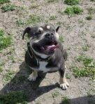 American bully tri color