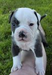 Old English Bulldog 