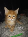 kattungar