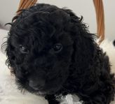 Cockerpoo tik 8 veckor 7:e Juli