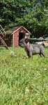 leveransklar fransk bulldogg valp