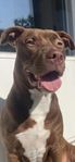 American bully XL blandras 