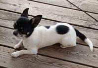 Chihuahua renrasig hane