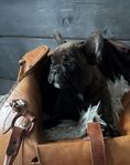 Fransk bulldog, veterinär besiktigad UA