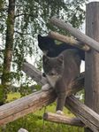 Kattungar