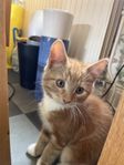 orange kattunge