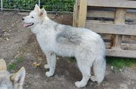 Shiloh/Polarhundsmix (blandras)