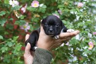 Staffordshire Bullterrier Valpar SKK-registrerade