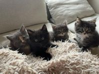 Kattungar 50% Ragdoll och 50% Maine coon 