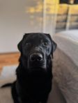Labradorhane 2 år