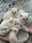Brittisk Korthår kattungar med stamtavla - Endast en kvar!