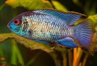 Electric Blue Acara & Polkadot Botia
