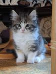 Ragdoll / Perser och Ragdoll
