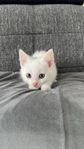 Kattungar!