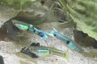 Guppy Japan Blue Dubbelsvärd 