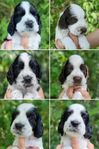 Engelsk springer spaniel valpar