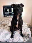 American Bully 
