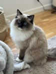 ragdoll- djuravel