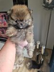 Pomeranian