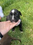 Amstaff/bully valp