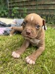 Amstaff/bully valp