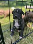 Amstaff/bully valp