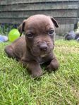 Amstaff/bully valp 