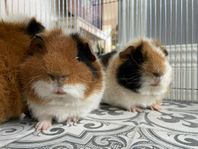 3 snälla marsvinsbröder