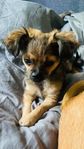 Chihuahua valpar i 4e generation