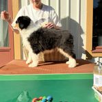 Australien Shepherd valp