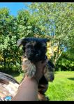 Yorkshireterrier Valp